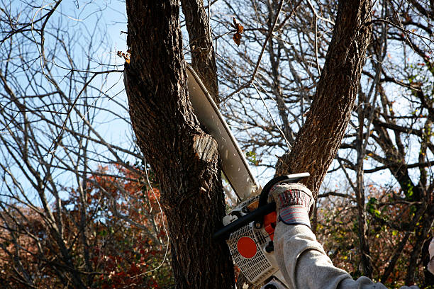 How Our Tree Care Process Works  in  Millbrook, NY