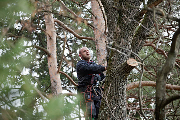  Millbrook, NY Tree Care Pros