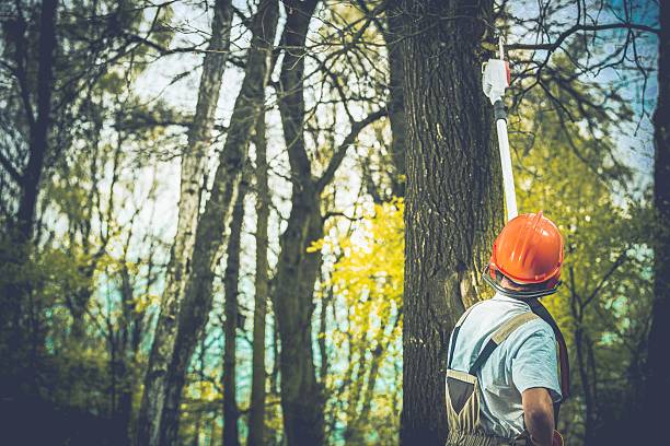 Reliable Millbrook, NY Tree Care Solutions
